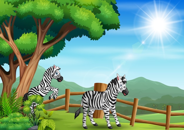 Duas zebras felizes brincando no zoológico aberto