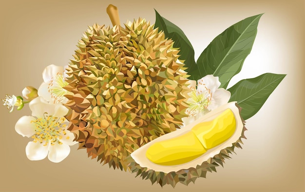 Vetor durian