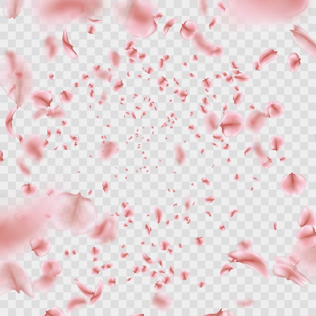 Efeito de pétalas de sakura rosa voar em fundo transparente.