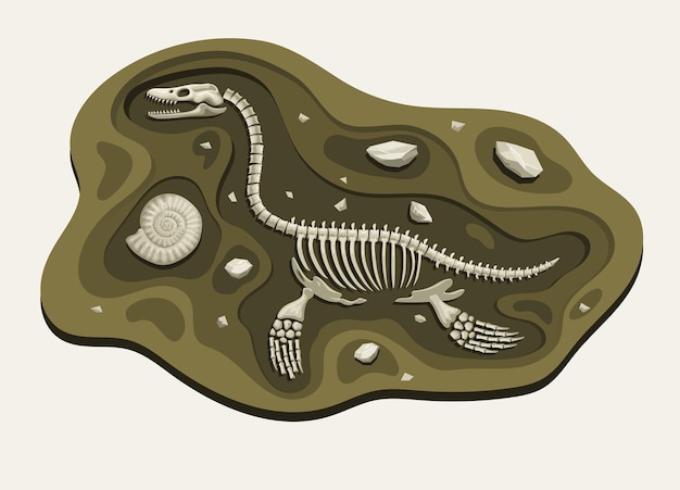 Vetor elasmosaurus dinossauros arqueologia fossil cartoon descubra no chão