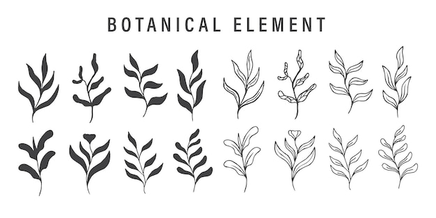 Elemento botânico desenhado à mão