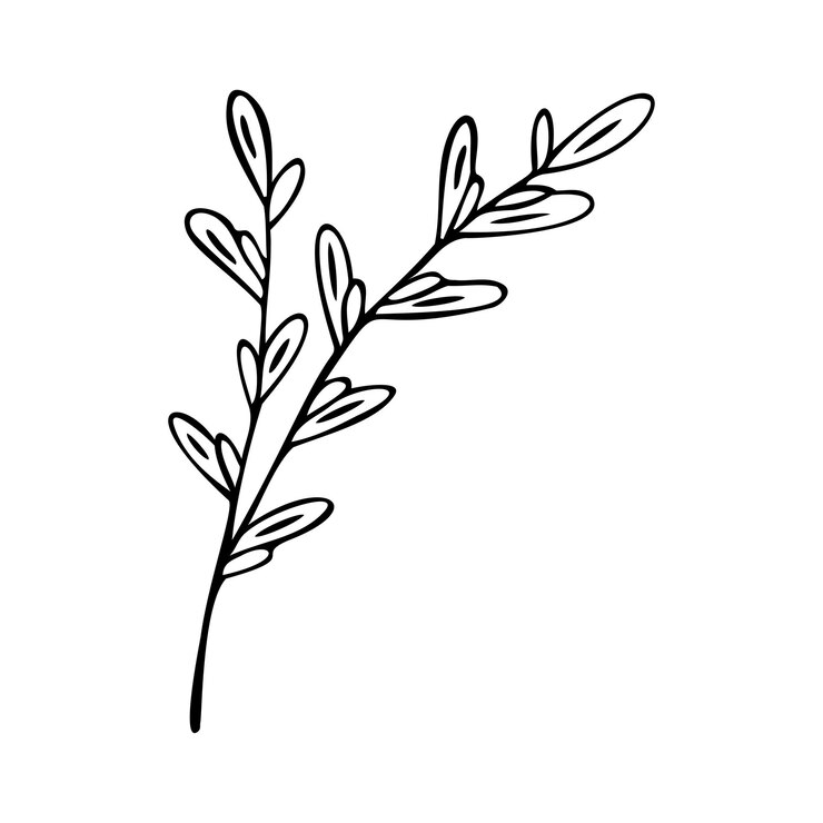 Vetor elemento de ervas desenhado à mão única