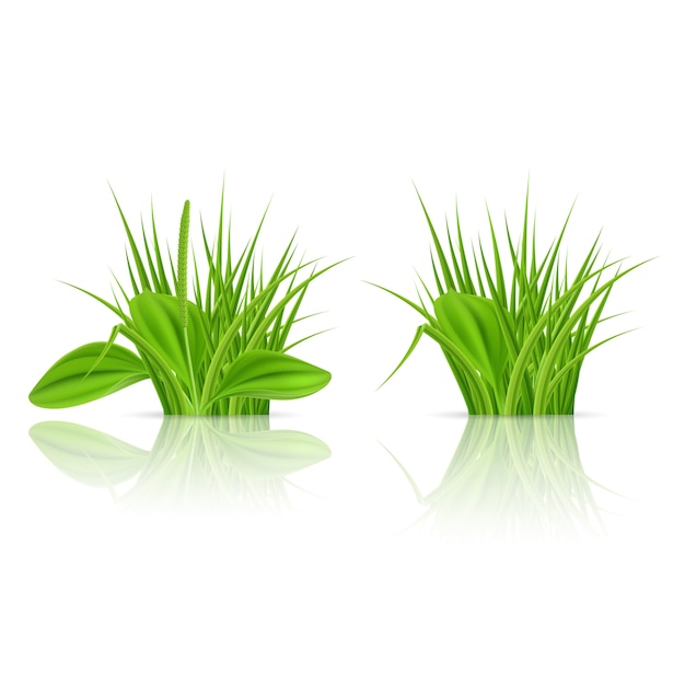 Elementos de grama verde para e decorar. ilustração em fundo branco