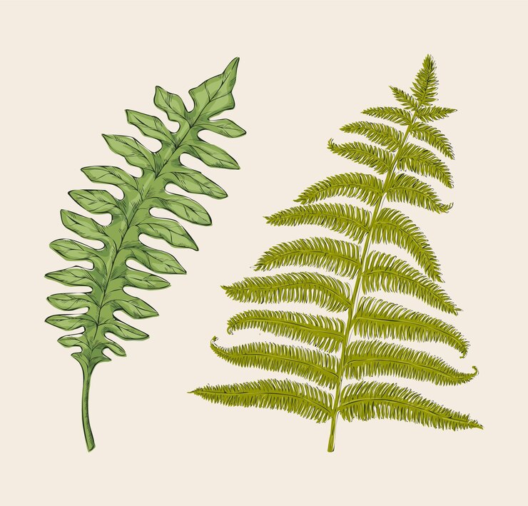 Vetor elementos decorativos botânicos isolados desenhados à mão folhas verdes folhas monocromáticas cartão de saudação e convite desenho de ervas cartaz de arte de parede ou cartão ilustração de planta vetorial