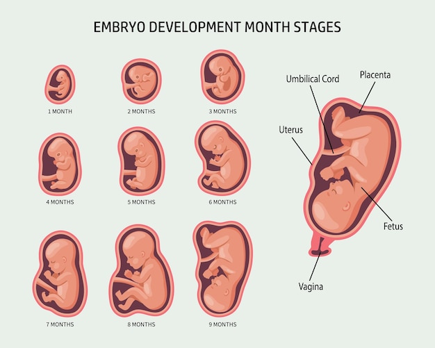 Embrião no útero, definido. desenvolvimento e crescimento do feto em diferentes fases da gravidez