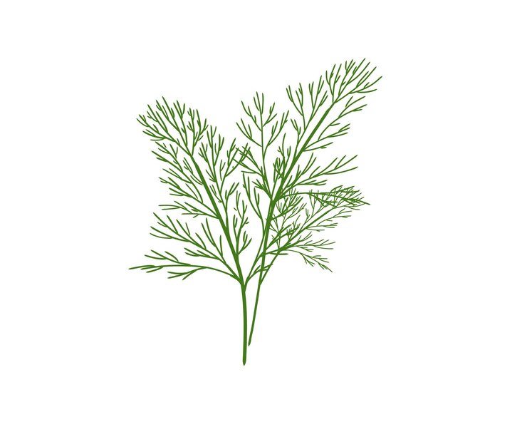 Vetor endro orgânico fresco isolado na ilustração vetorial plana de fundo branco mão desenhada.