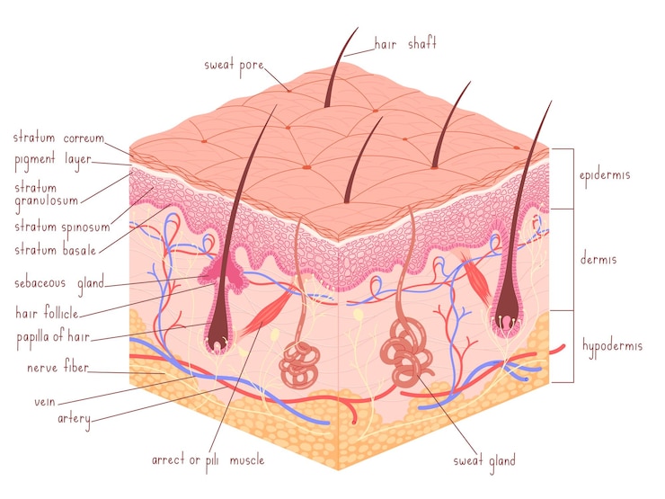 Vetor epiderme de anatomia da pele humana com ilustração em vetor médico de folículo piloso