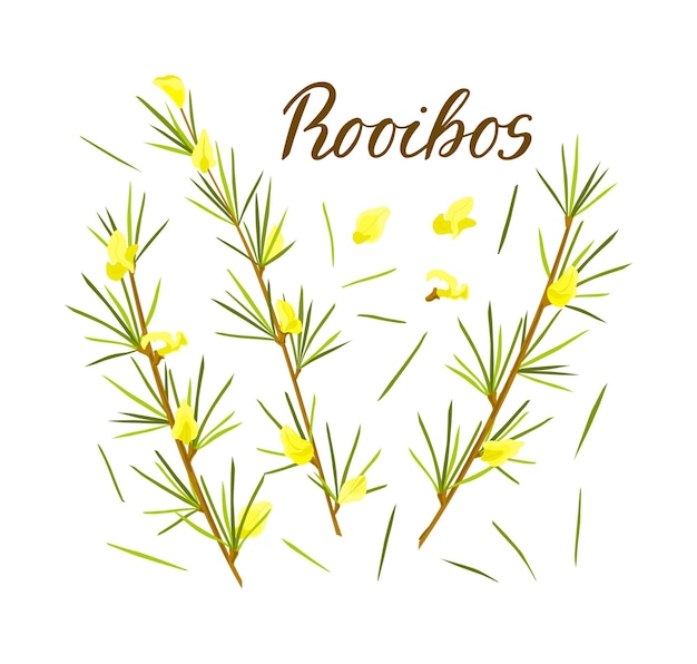 Erva rooibos definida em fundo branco isolado caule com folhas e flores chá rooibos