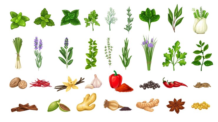 Vetor ervas culinárias e especiarias temperos alimentos anis estrelado cominho hortelã cardamomo pimenta e ets