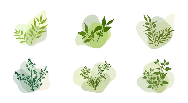 Ervas de cor em fundo branco elementos botânicos minimalistas para design de cosméticos ou especiarias