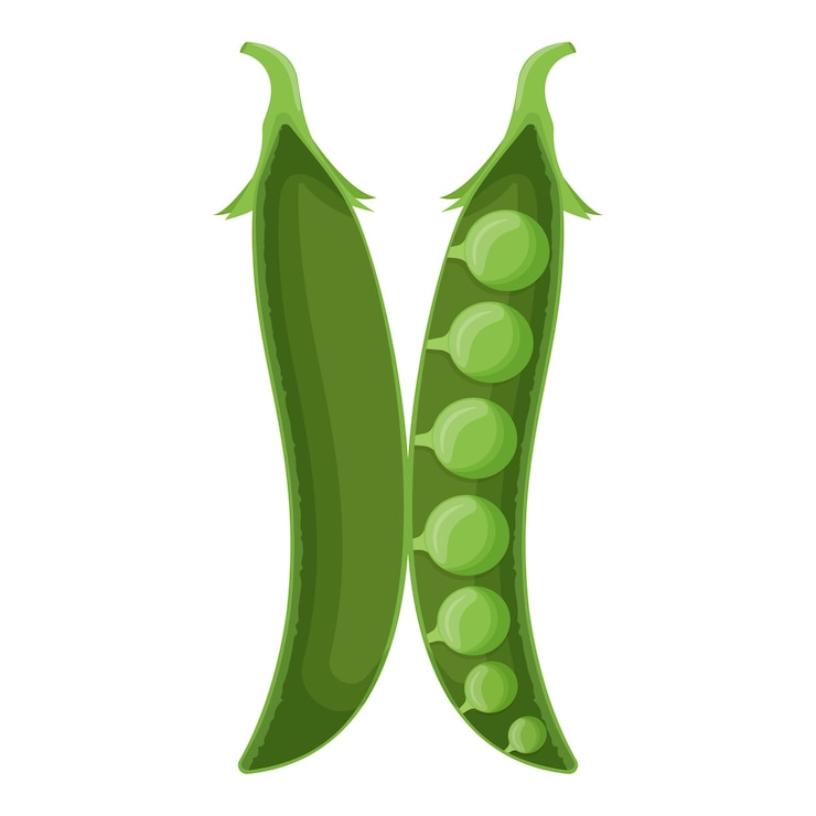 Vetor ervilha verde bonita isolada no fundo branco comida vegetariana ilustração vetorial plana