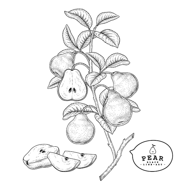 Esboce o conjunto decorativo de pêra. ilustrações botânicas de mão desenhada. preto e branco com linha arte isolada no fundo branco. desenhos de frutas. elementos de estilo retro.