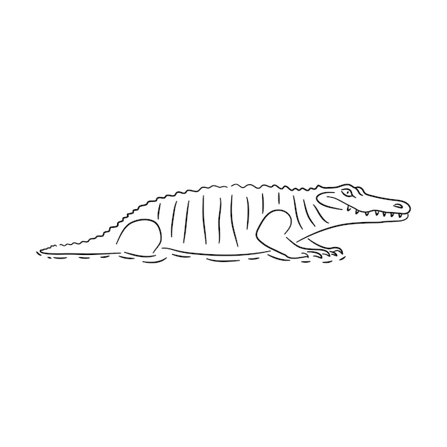 Vetor esboce o desenho de um crocodilo isolado em uma ilustração vetorial de fundo branco