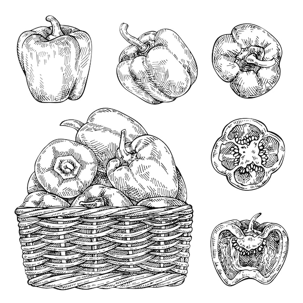 Esboce pimentas frescas na cesta de vime. conjunto de pimentão doce mão desenhada. desenho de comida vegetariana detalhada. produto do mercado agrícola.