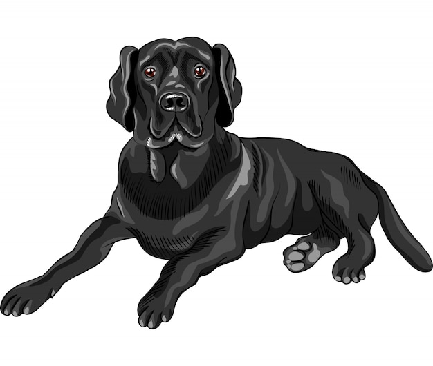 Esboço cão raça preto labrador retrievers
