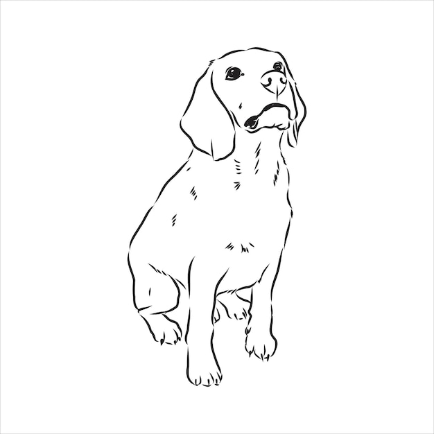 Esboço da cabeça de cachorro beagle ilustração vetorial o cachorro beagle é uma ilustração simples de desenho vetorial