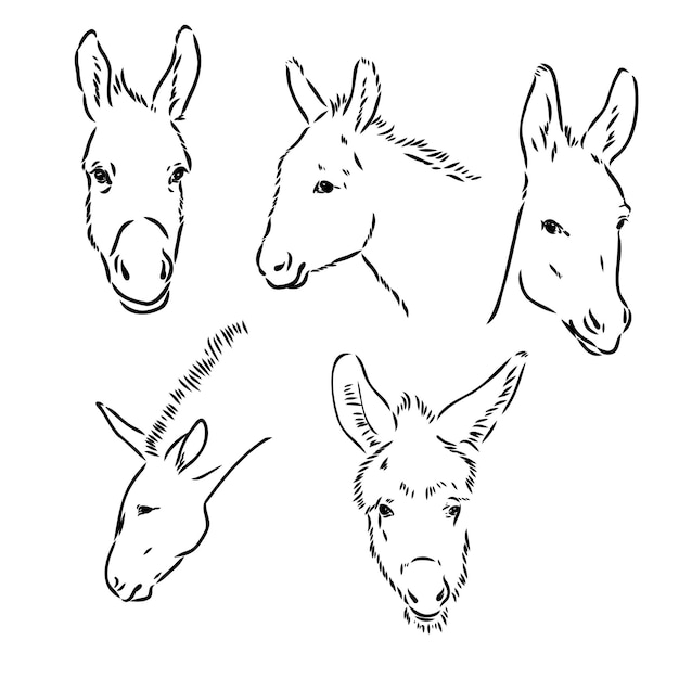 Esboço da ilustração desenhada à mão de burro vetor de burro