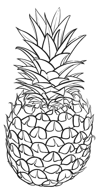 Esboço de abacaxi desenho de linha de frutas frescas da natureza