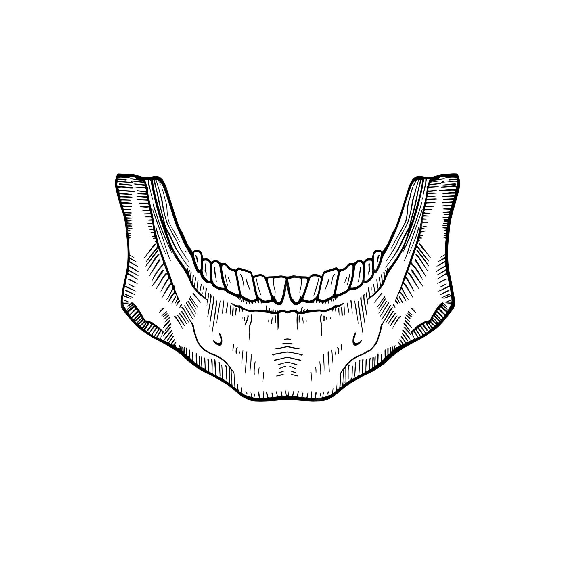 Esboço de anatomia da mandíbula humana, ilustração vetorial no fundo branco