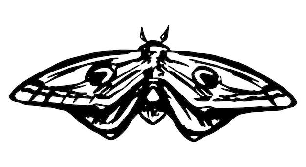 Esboço de animal de inseto de mariposa voadora ilustração vetorial desenhada à mão clipart de estilo de gravura retrô isolado no fundo branco