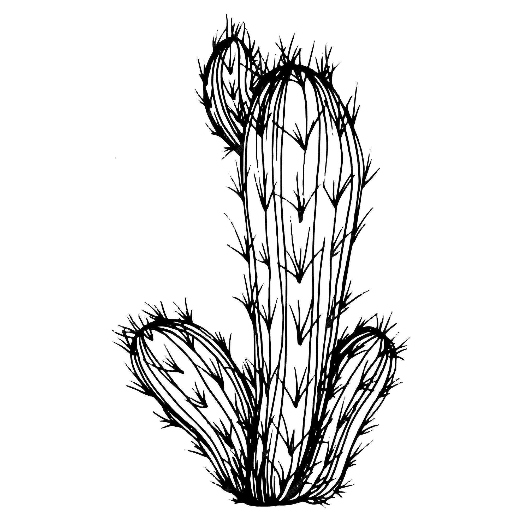 Cactus Esboço Para Logotipo Plantas Suculentas Florais Tatuagem