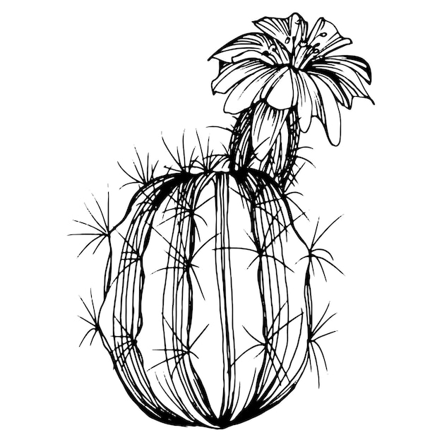 Cactus Esboço Para Logotipo Plantas Suculentas Florais Tatuagem