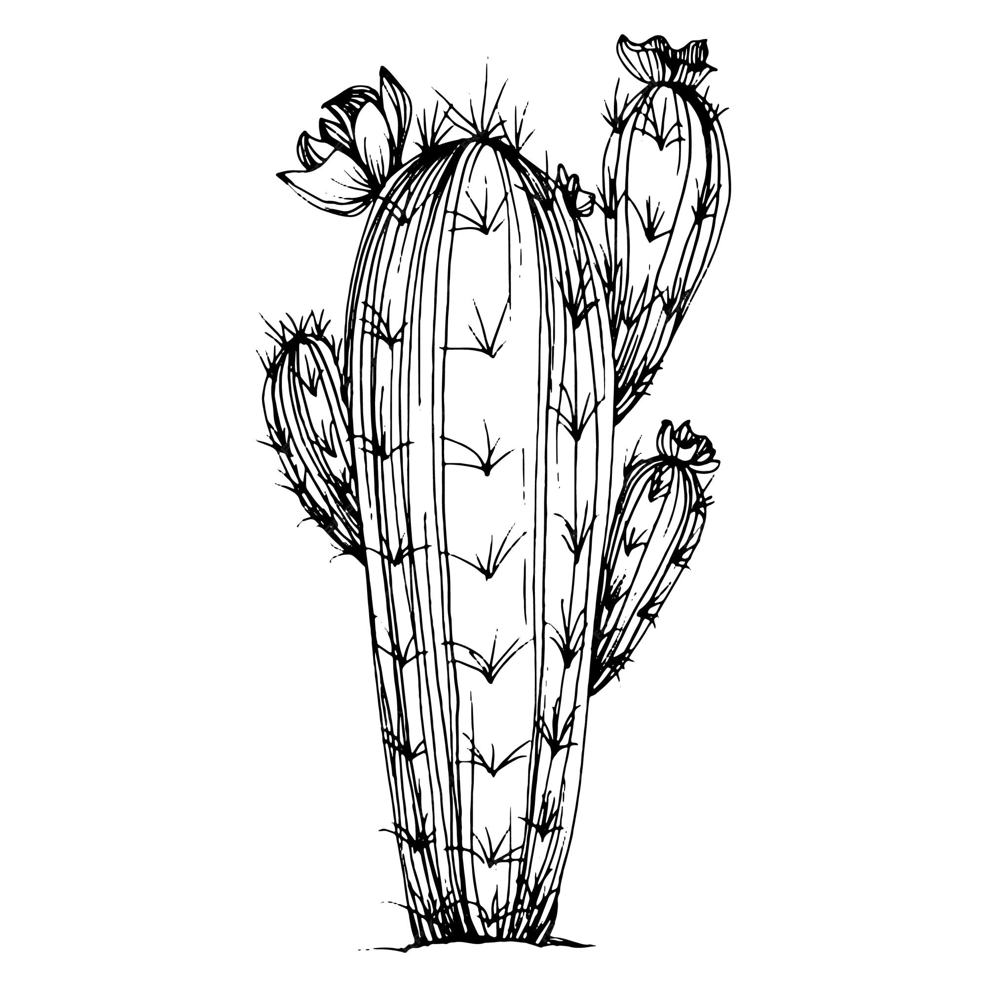 Cactus Esboço Para Logotipo Plantas Suculentas Florais Tatuagem