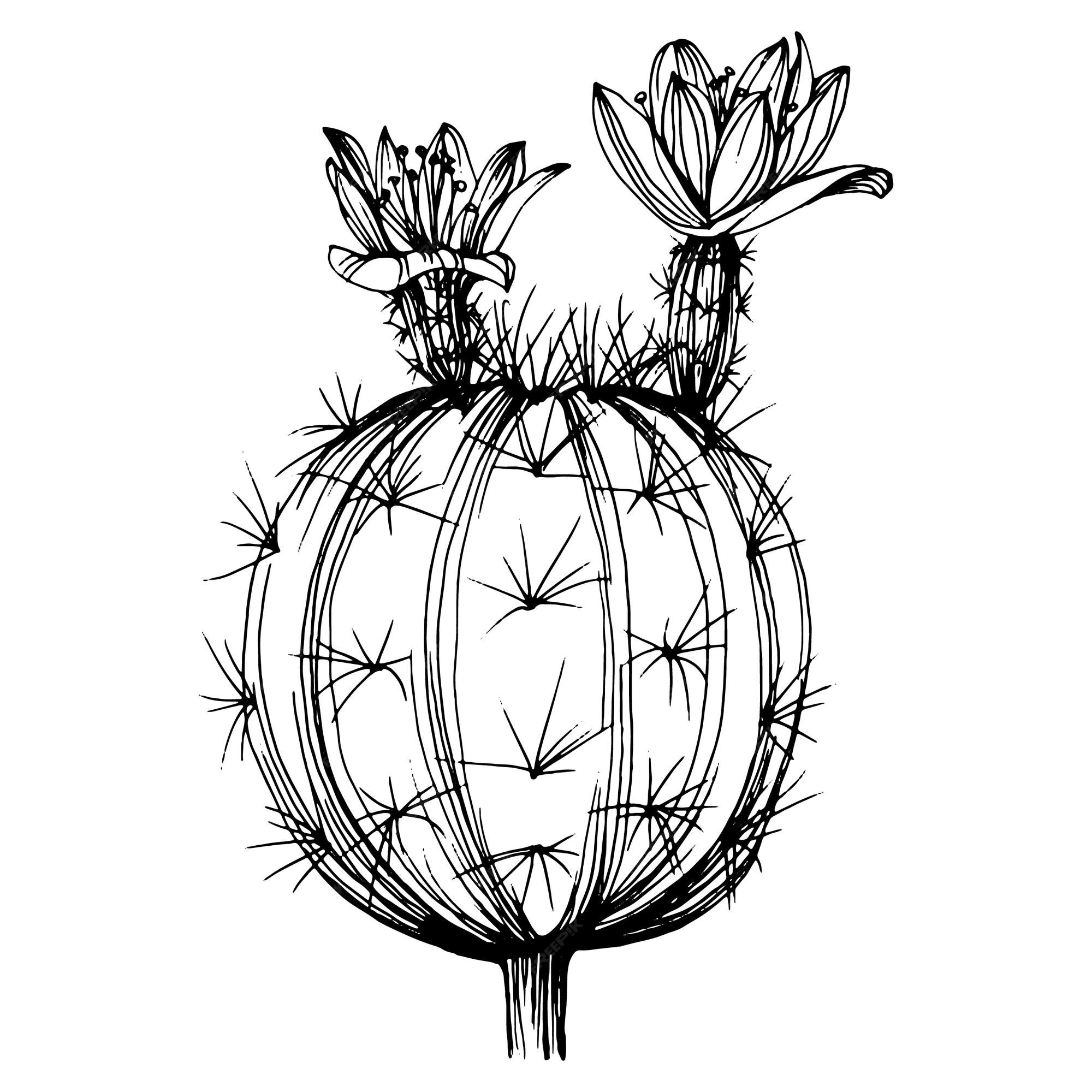 Cactus Esboço Para Logotipo Plantas Suculentas Florais Tatuagem