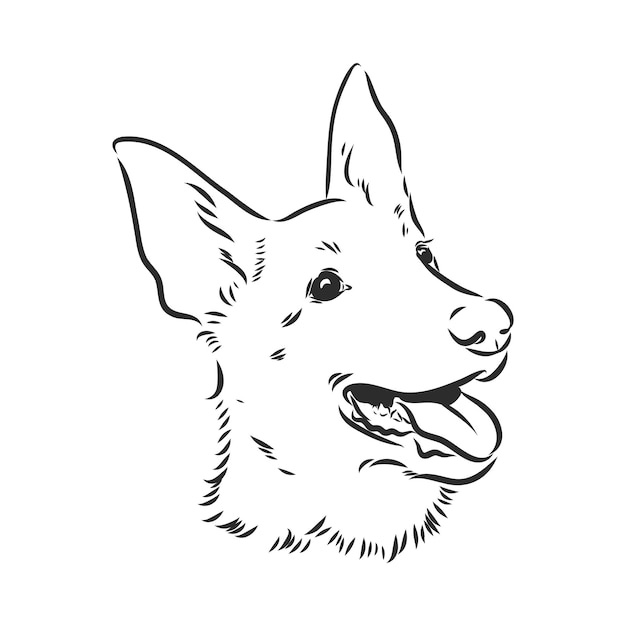 Vetor esboço de cão pastor belga ilustração desenhada à mão retrato de um cão pastor belga