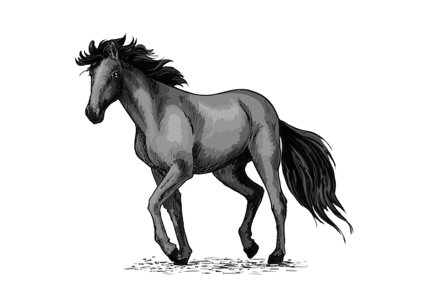 Esboço de cavalo de garanhão árabe preto