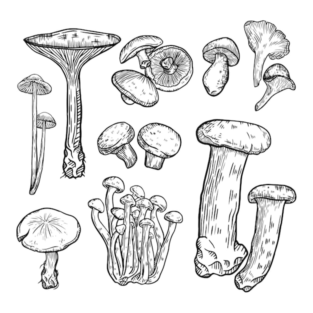Vetor esboço de cogumelos da floresta. fungo e chanterelle, vegetais de esboço comestíveis. conjunto de contorno de cogumelos