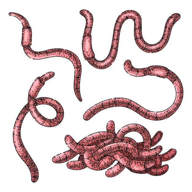 Esboço de conjunto de vermes vetor desenhado à mão