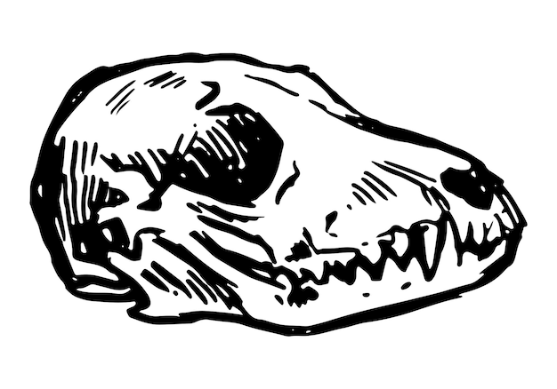 Esboço de crânio de lobo desenho de tinta de osso de cabeça de animal selvagem halloween assustador ilustração vetorial desenhada à mão clipart de contorno retrô para decoração isolada em branco