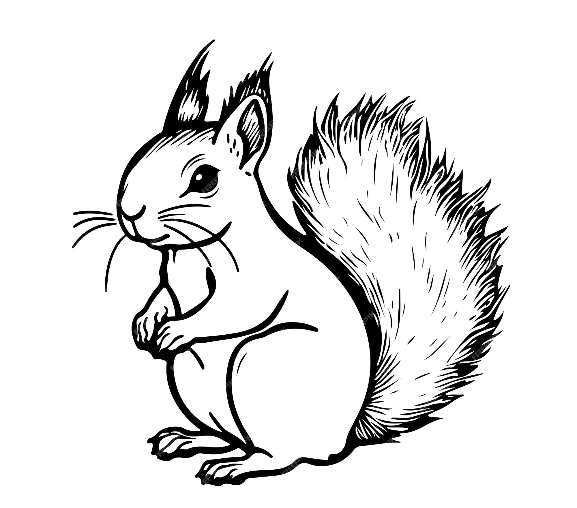 Como Desenhar um ESQUILO  How to Draw Squirrel 