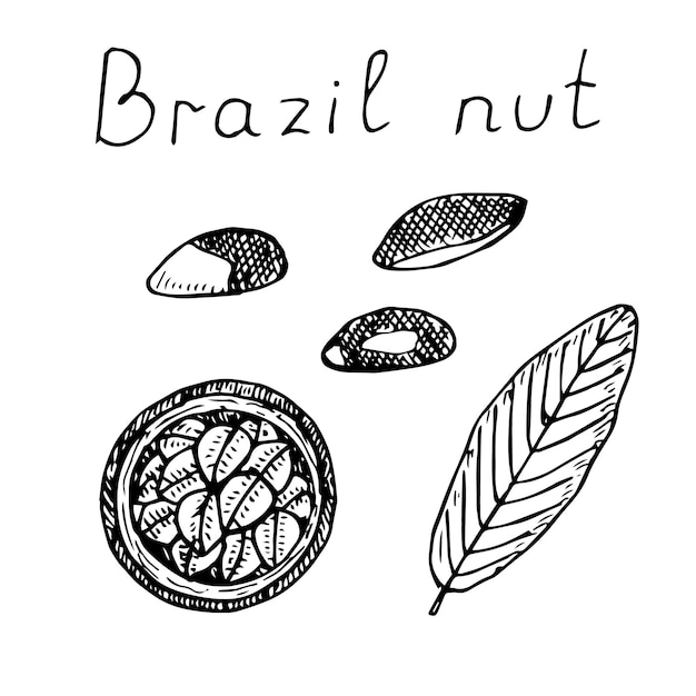 Esboço de desenho de mão de ilustração vetorial conjunto de castanha do Brasil
