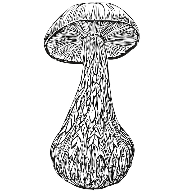 Esboço de desenho vetorial de cogumelo estilo vintage fundo transparente fungo linear