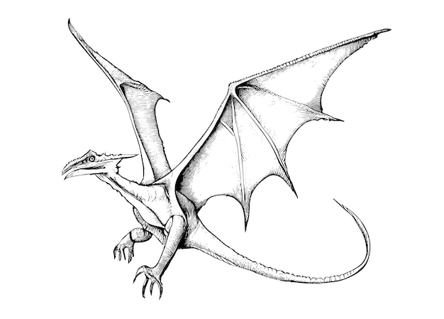 Esboço de dinossauro pterodáctilo, desenhado à mão em gravura estilo ilustração vetorial.