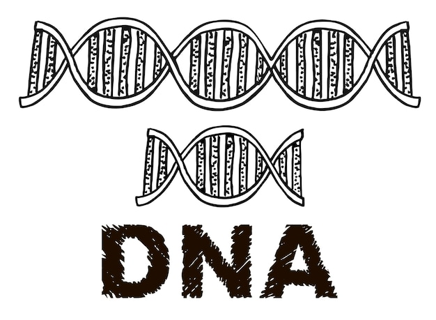 Vetor esboço de dna ilustração desenhada à mão da estrutura da molécula de dna pesquisa genética e química isolada