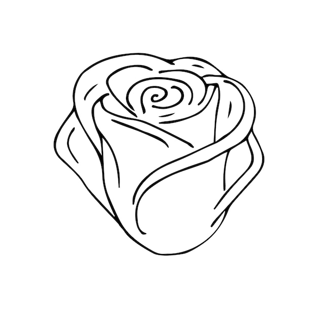 Esboço de doodle desenhado à mão vetorial flor rosa