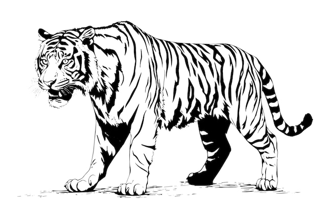 Vetor esboço de estilo de gravura desenhado à mão de uma ilustração de tinta vetorial de tigre
