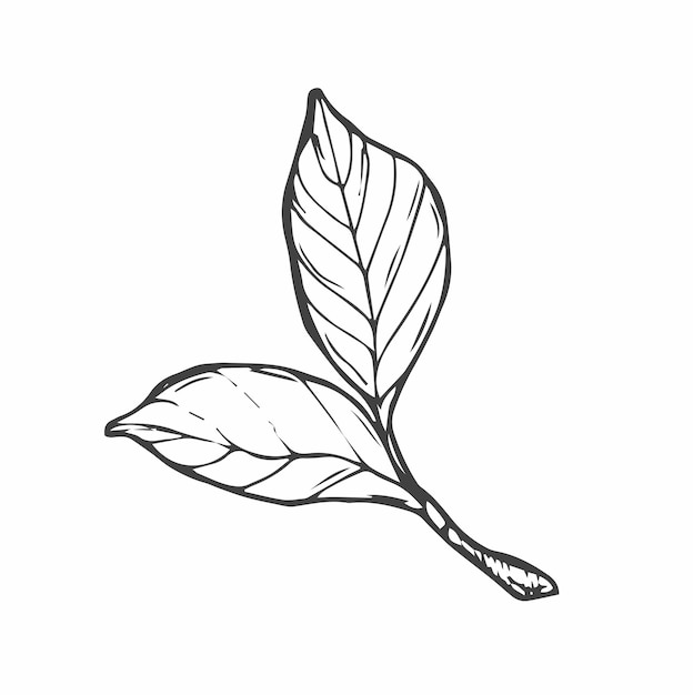 Esboço de folha de árvore doodle isolado em branco