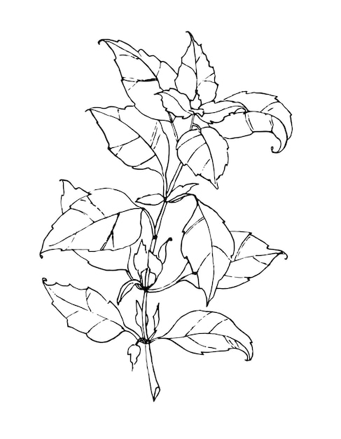 Esboço de folha de manjericão