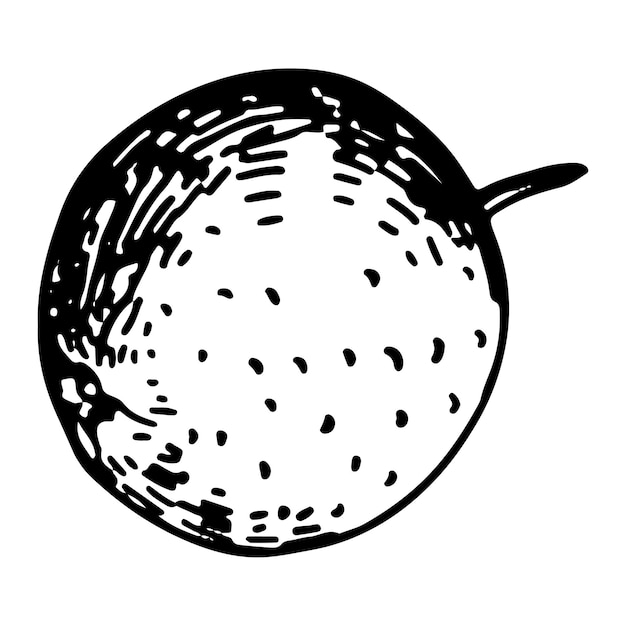 Esboço de frutas laranja doodle de frutas exóticas cítricas isoladas em branco ilustração vetorial desenhada à mão em estilo de gravura