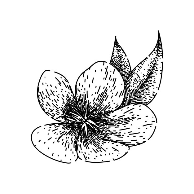 Esboço de hellebore de flor desenhado à mão vetor