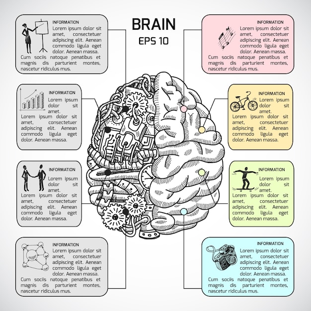 Esboço de hemisfério cerebral infográfico