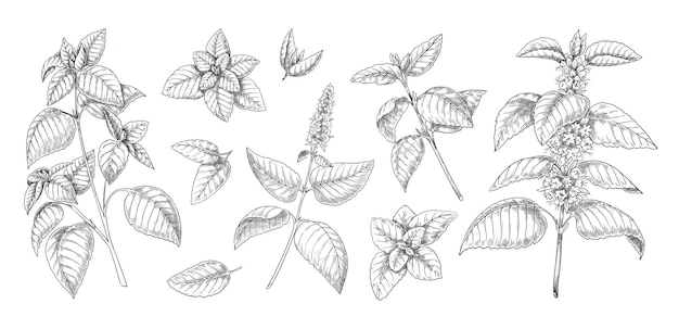 Esboço de hortelã folhas de hortelã ramos e flores gravura vintage mão desenhada hortelã e ervas melissa especiarias culinárias ou galhos de plantas aromáticas médicas vetor conjunto de elementos botânicos isolados