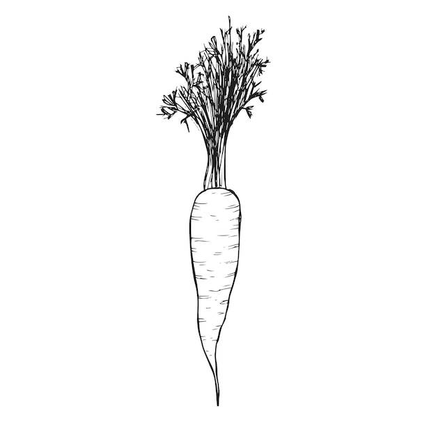 Esboço de ícone de cenoura desenhado à mão fundo de alimentos vegetais ecológicos esboço vetorial