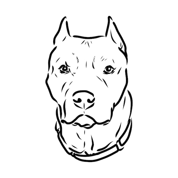 Esboço de ilustração vetorial de cão pit bull terrier