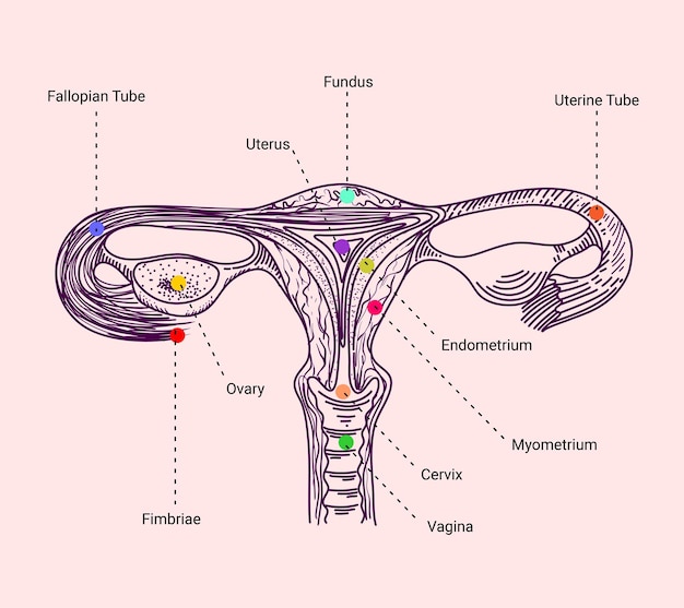 Vetor esboço de mão de órgãos uterinos humanos e nomes de peças