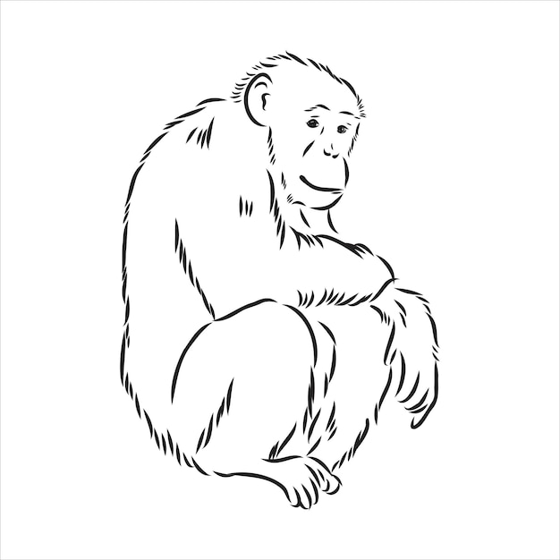 Esboço de mão desenhado de macaco isolado, ilustração em vetor preto e branco dos desenhos animados - vetor desenhado em linha